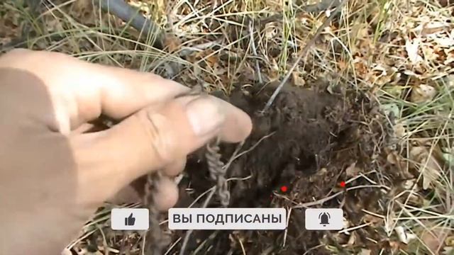 Осенний коп. Царская монета / Autumn cop. Tsar's coin. смотреть онлайн