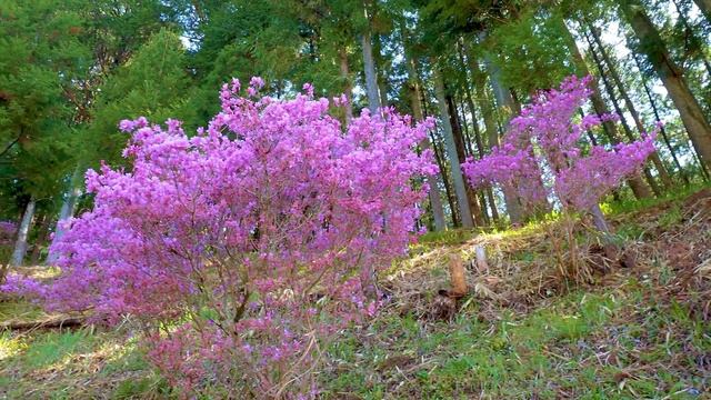 【Peach blossoms】 Weeping Peach-trees are in full blossom at TOYOTA（Car City） 2021.#上中のしだれ桃 #4K смотреть онлайн
