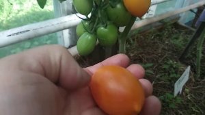 Томат Пламя фирмы Партнёр.Обзор и дегустация.