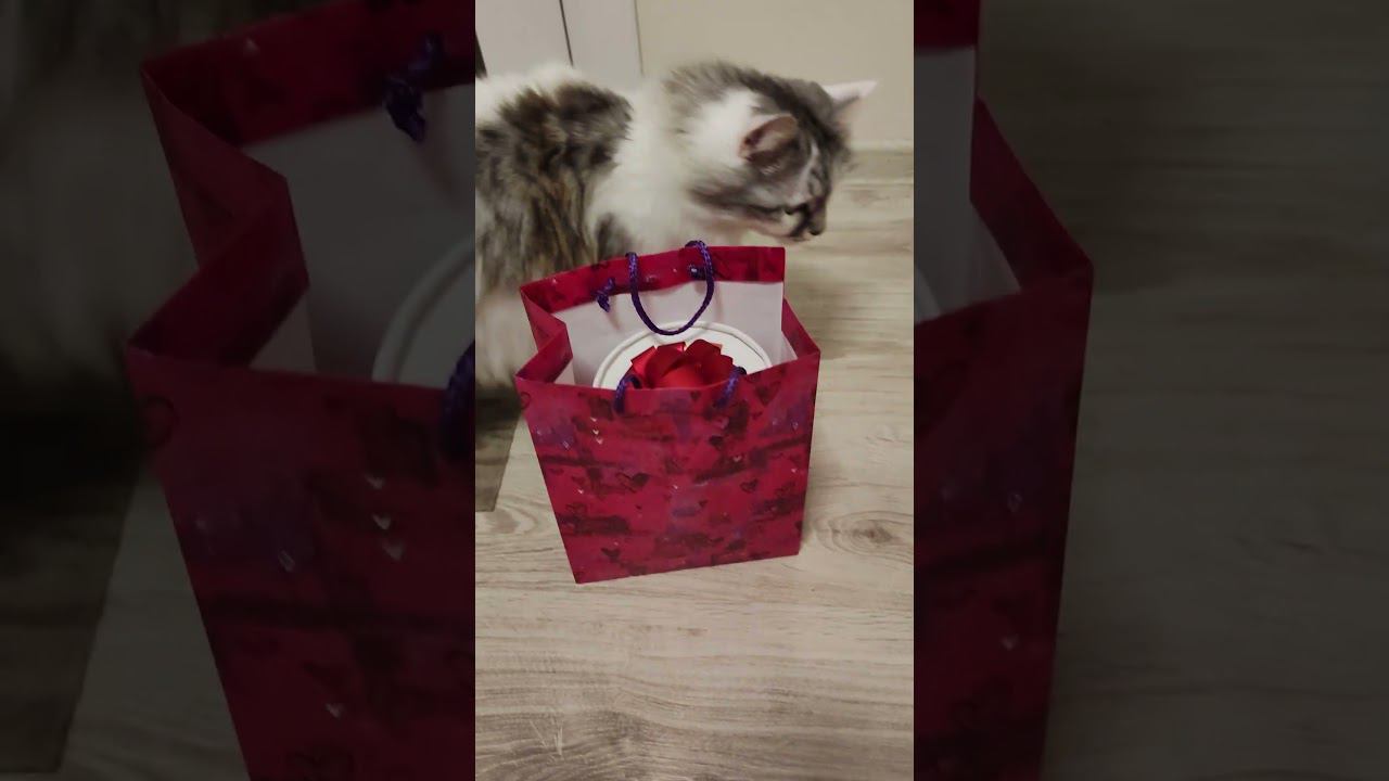 посылка от ОПГ "Медопупсы" смотреть онлайн