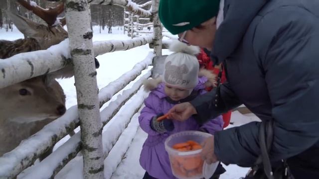 Оленья ферма в д. Сергеевка Калининского района Тверской области. смотреть онлайн
