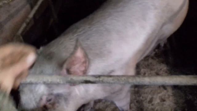 Молодой ХРЯК не хочет покрывать старую свинку. Свиноматка Танька пришла в охоту. смотреть онлайн