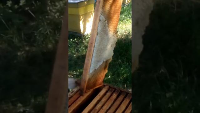 откачка меда из липы смотреть онлайн