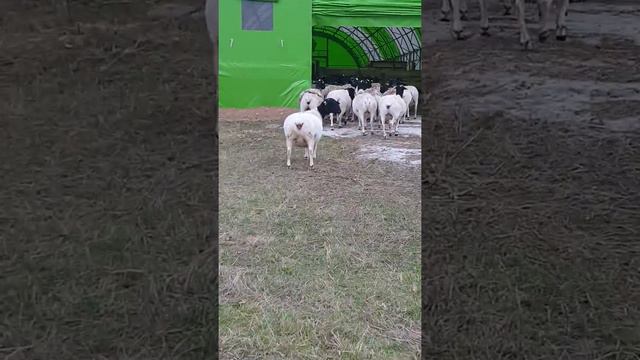 Котные дорперы смотреть онлайн