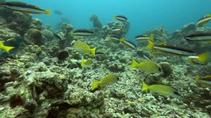 RELAX Индийский океан, подводный мир (1080p)