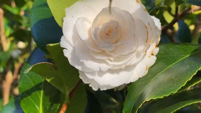 Камелии в Ирландии , их тут много и они огромные ! смотреть онлайн