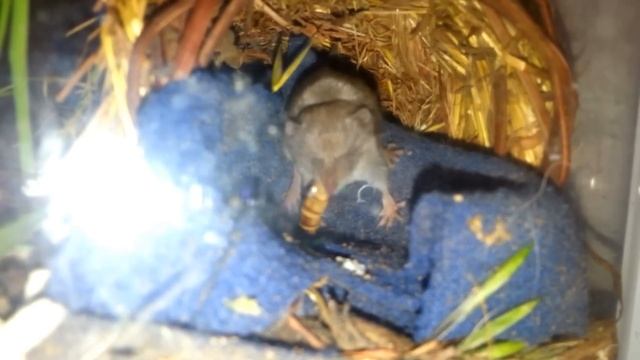 Завтрак белозубки(Crocidura suaveolens) смотреть онлайн
