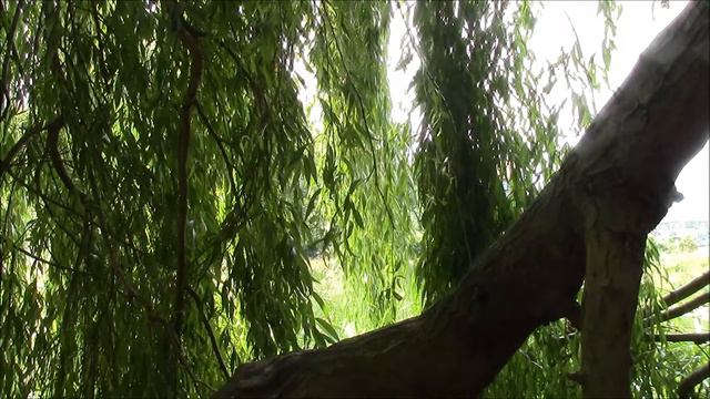 Music of the plants - Sitting by the Willow смотреть онлайн