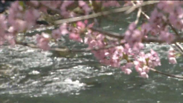 The Kokinshû. Spring Poems. Part I, 53 - Ariwara no Narihira - If, in this world of ours / Когда бы смотреть онлайн