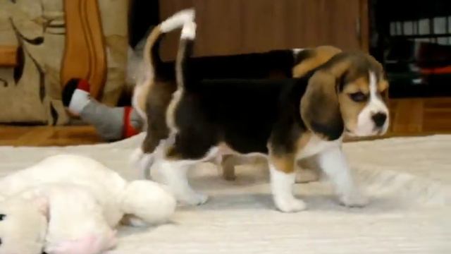 C'ayce & C'iako Darling Joy смотреть онлайн