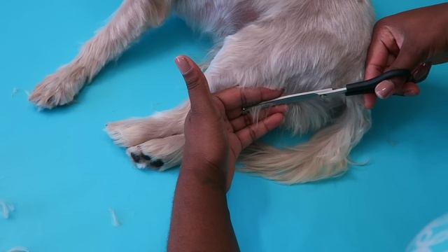 How to Groom Your Dog 🐶 at Home (Morkie Grooming) смотреть онлайн