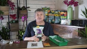 Ошибки посадки Виолы на Рассаду ✔️ Анютины глазки из семян