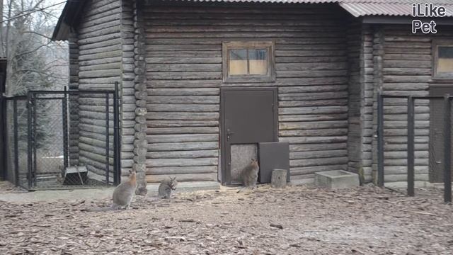 Кенгуру беннета Содержание и питание на ilikepet смотреть онлайн
