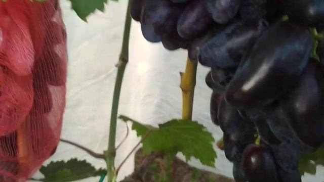 Днепровский сувенир очень ранний виноград. смотреть онлайн