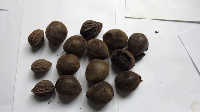 Плоды маньчжурского ореха смотреть онлайн