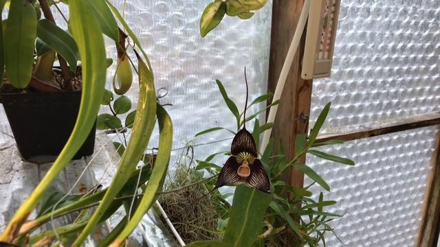 DRACULA ORCHID CARE: GROWING DRACULA VAMPIRA AND DRACULA LOTAX ORCHIDS 1080p