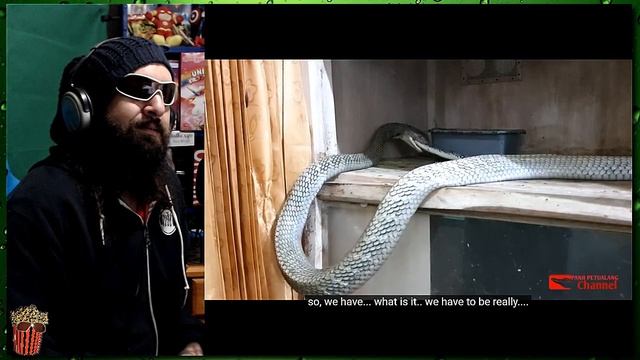 PANJI PETUALANG - Garaga - King Cobra eats Python - Reaction смотреть онлайн