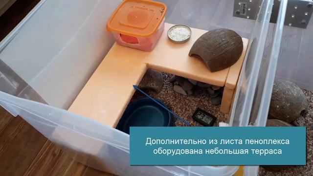 Двухкомнатный террариум из пластиковых контейнеров для группы эублефаров смотреть онлайн