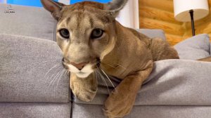 Саша испытывает терпение Месси. Человек достаёт пуму))