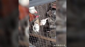 Петух отморозил сережки. Что делать?