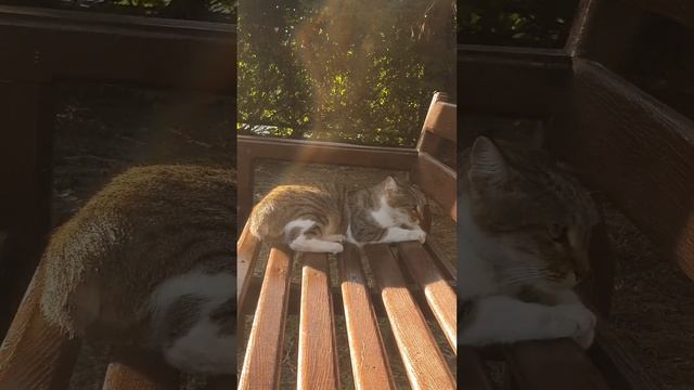 Безхвостый кот с шикарными усами..#турция #сиде #shorts смотреть онлайн