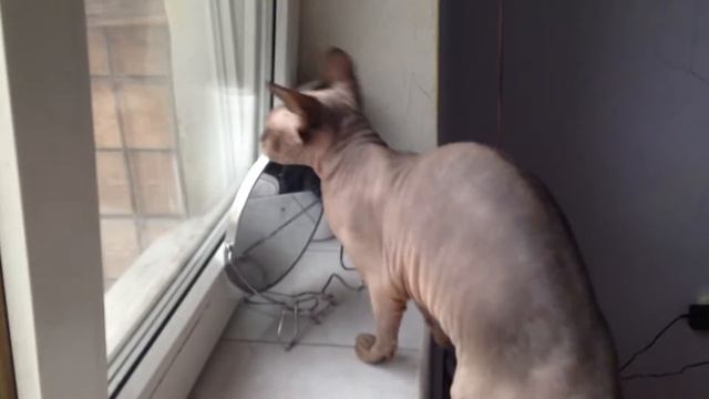 Кошка крякает на птиц смотреть онлайн