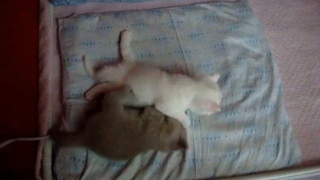 Белые британские котята Питомник британских кошек Шантерель г Ессентуки смотреть онлайн