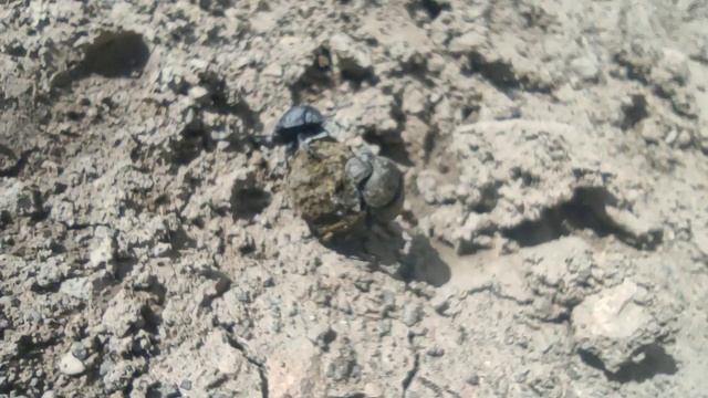 Священные жуки-скарабеи в поте лица катят навозный шарик по склону горы на Северном Кавказе смотреть онлайн
