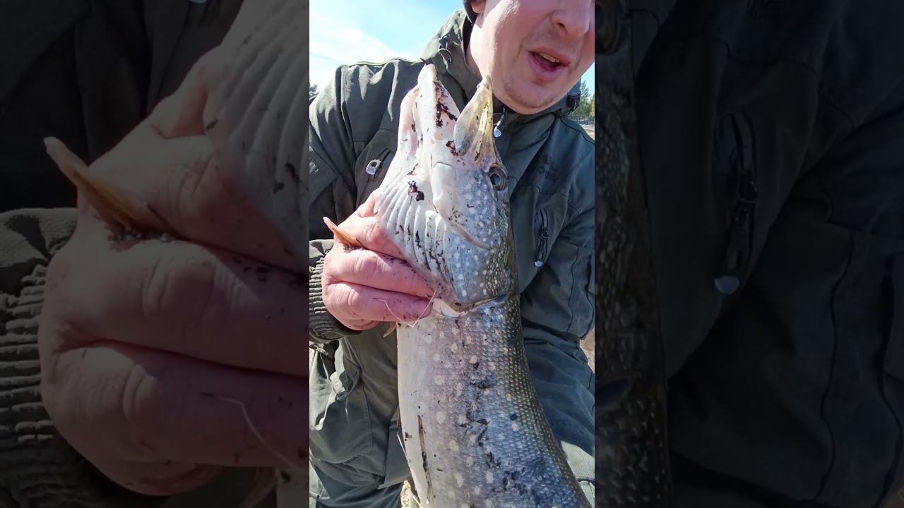 Весенняя рыбалка на спиннинг.Жор щуки перед нерестом. #рыбалка #fishing #shortvideo #fishingvideo смотреть онлайн