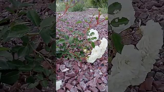 Почвопокровная роза в конце июня.Милашка-очаровашка! смотреть онлайн