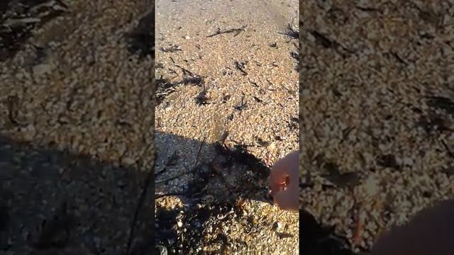 Арабатская стрелка ловля рыбы на Азовском море в ноябре 2017 смотреть онлайн