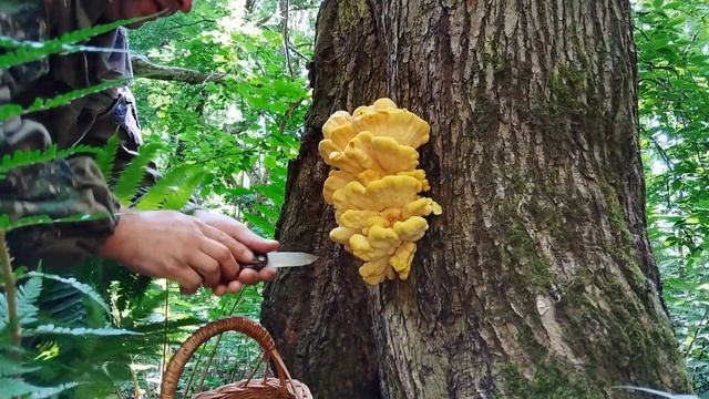 Гриб ананас. Режем ананасы в лесу! смотреть онлайн