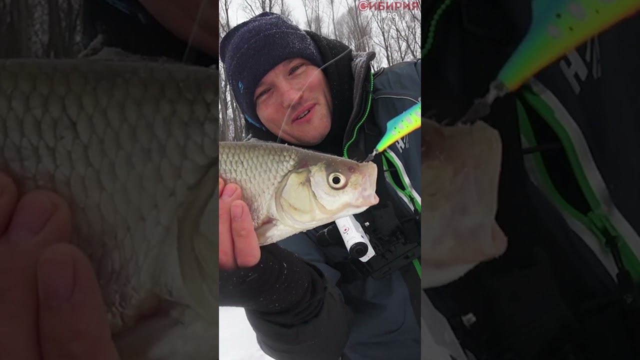 ВПЕРВЫЕ! СУДАКИ В КОРЯГАХ ЗИМОЙ #shorts #рыбалка #щука #судак #сибирия смотреть онлайн