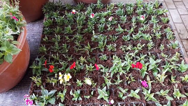 Черенкование немезии вегетативной. смотреть онлайн