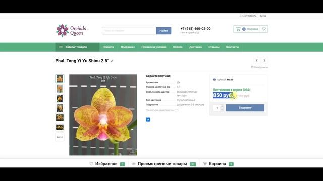 ? АКЦИЯ на орхидеи-подростки. Предзаказ орхидей на сезон 2024 года. Орхидеи почтой. Купить орхидею. смотреть онлайн