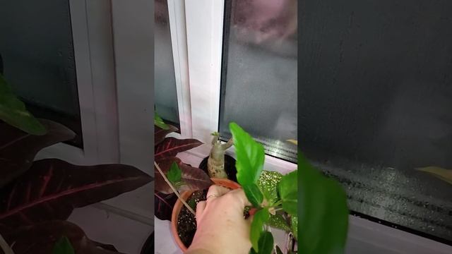 Прогулка по цветочной комнате. смотреть онлайн