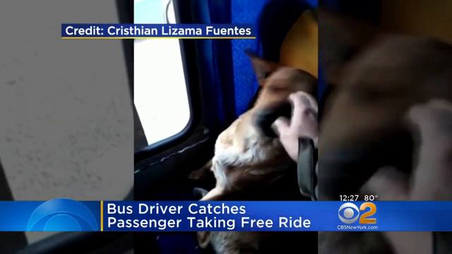 Bus Driver Catches Passenger Taking Free Ride смотреть онлайн
