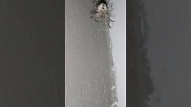 Как паук ? охотится ? смотреть онлайн