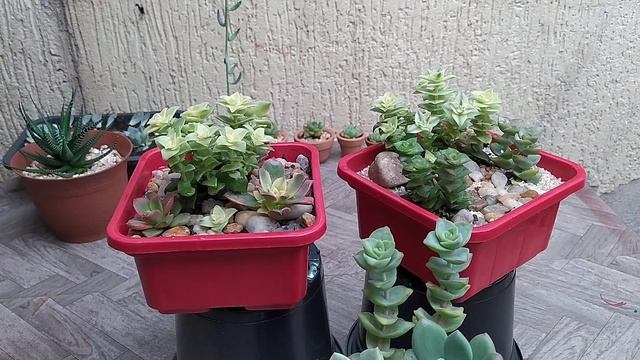 Crassula Perforata Variegata:/Com  Dicas De Cultivo E Cuidados...