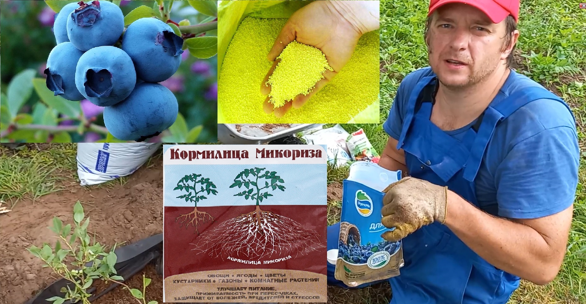 Как правильно посадить голубику! Смотрите ОБЯЗАТЕЛЬНО подробное описание к видео.