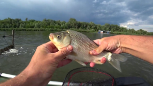 РЫБАЛКА НА САДКЕ НА КАРАСЯ с ЛОДКИ\ рыбалка в Ростовской обл на УДОЧКУ.