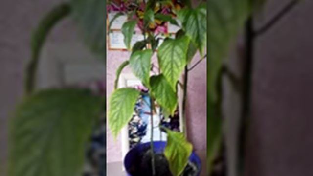 Декоративный перец. ( перец-цветок) смотреть онлайн