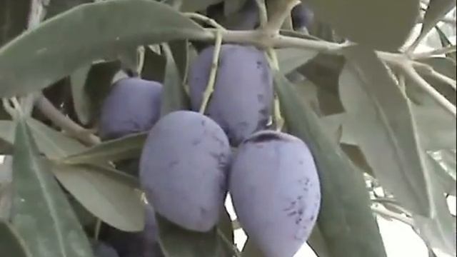 Греческие оливки сорта каламата смотреть онлайн
