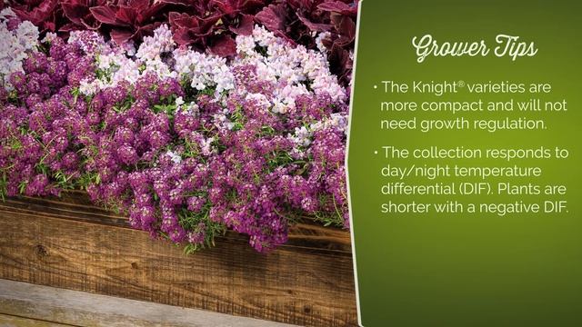Princess® & Knight® Lobularia from Proven Winners смотреть онлайн