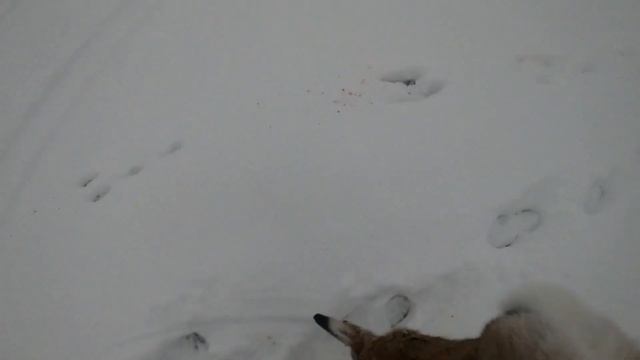 Охота на зайца. ПЕРВЫЙ МОЙ ЗАЯЦ Где искать зайца Русака. смотреть онлайн