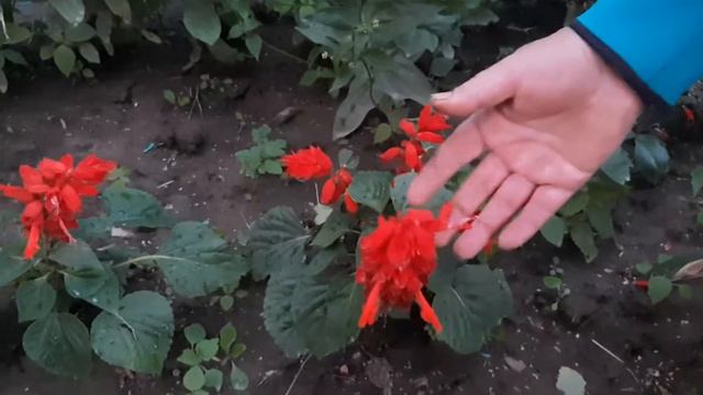 Цветы на клумбе с июня до октября (колеус, Сальвия, цинния) смотреть онлайн