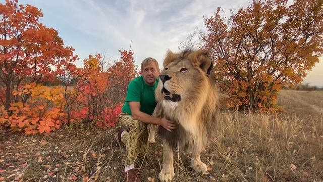 Льва Марселя БРОСИЛА ПОСЛЕДНЯЯ ЛЬВИЦА ! смотреть онлайн