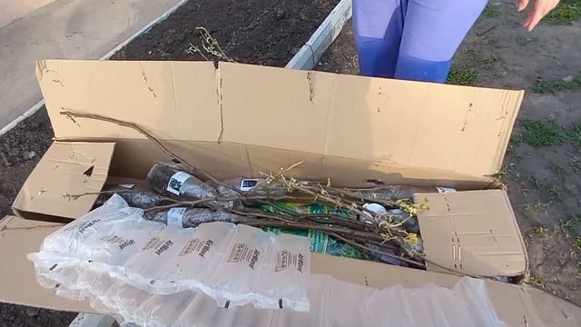 распаковка посылки,саженцы и семена 