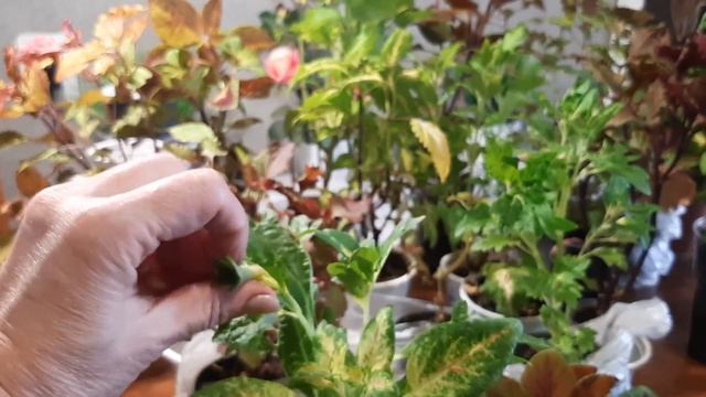 Черенкование колеусов смотреть онлайн