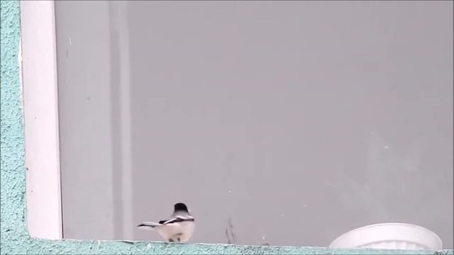 Зазвучал в душе гитаровый джаз-рок! смотреть онлайн